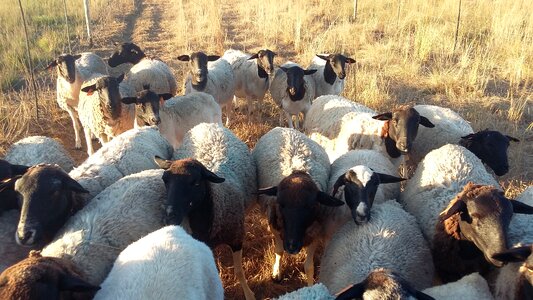 Sheep herd sheep photo