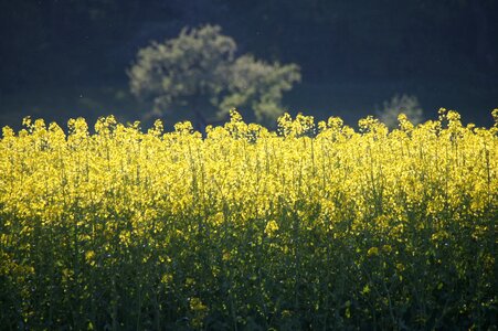Yellow oilseed rape bright photo