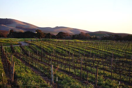 Vineyard california agriculture photo