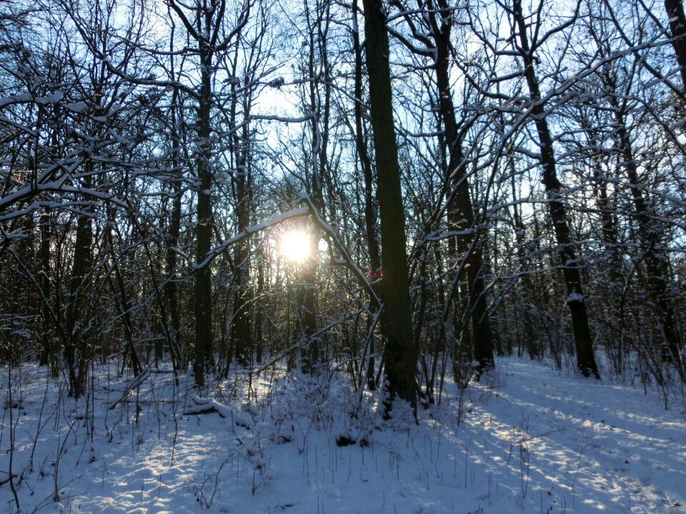Nature wintry snowy