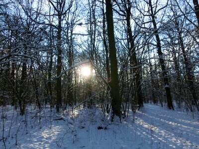 Nature wintry snowy