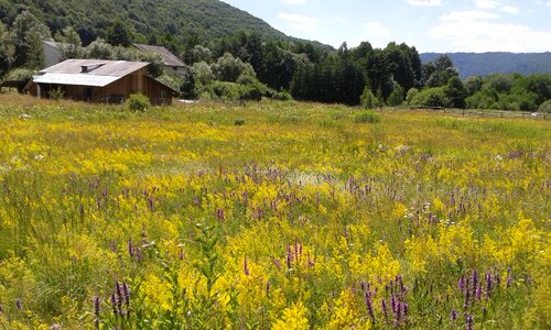 Romania flowers landscape flowers hill photo