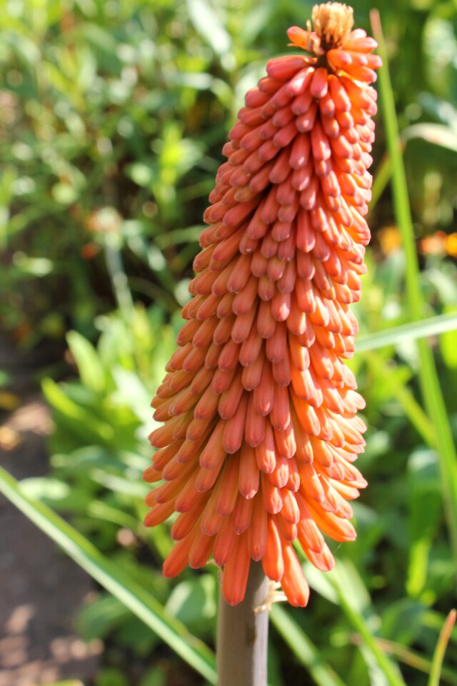 Plant garden flora