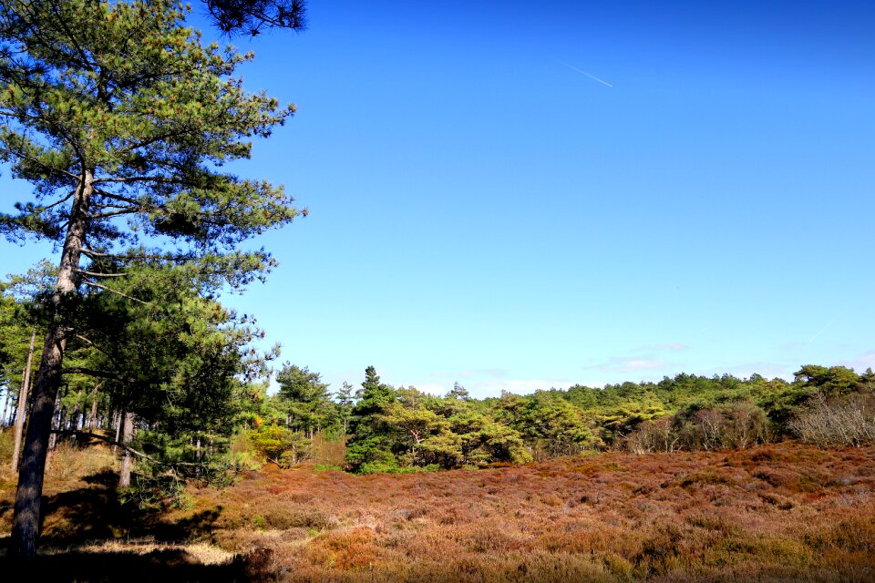 Heather green park