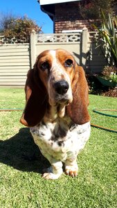 Cute puppies animal