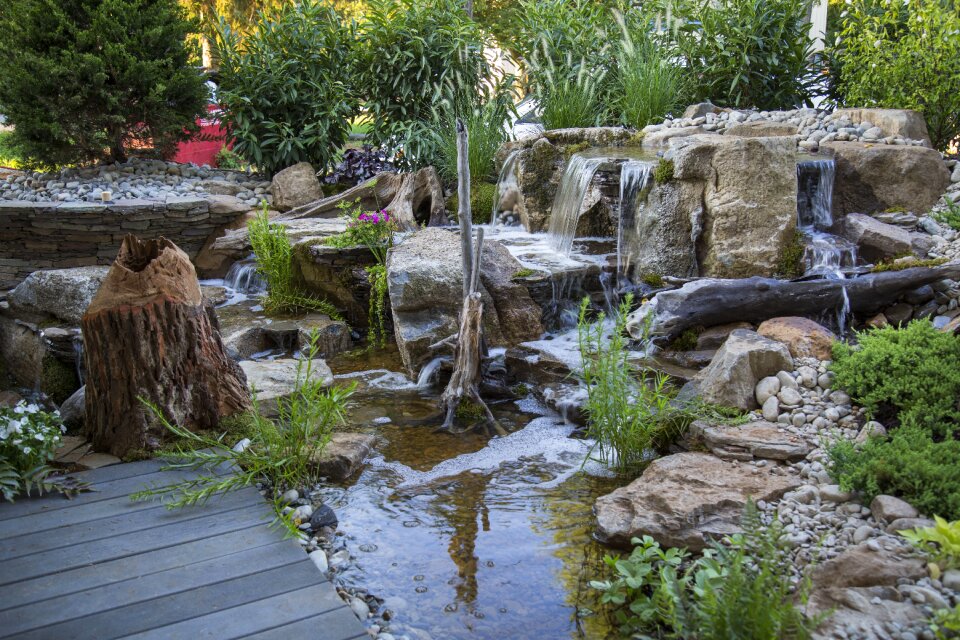 Aquatic plants stumps natural