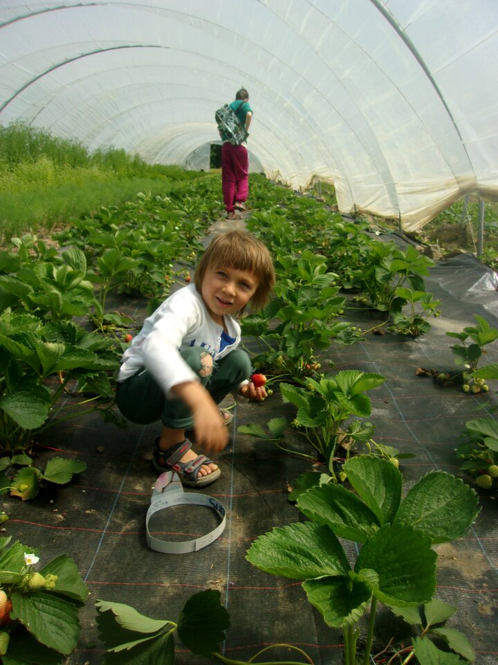 Vegetables csa agriculture