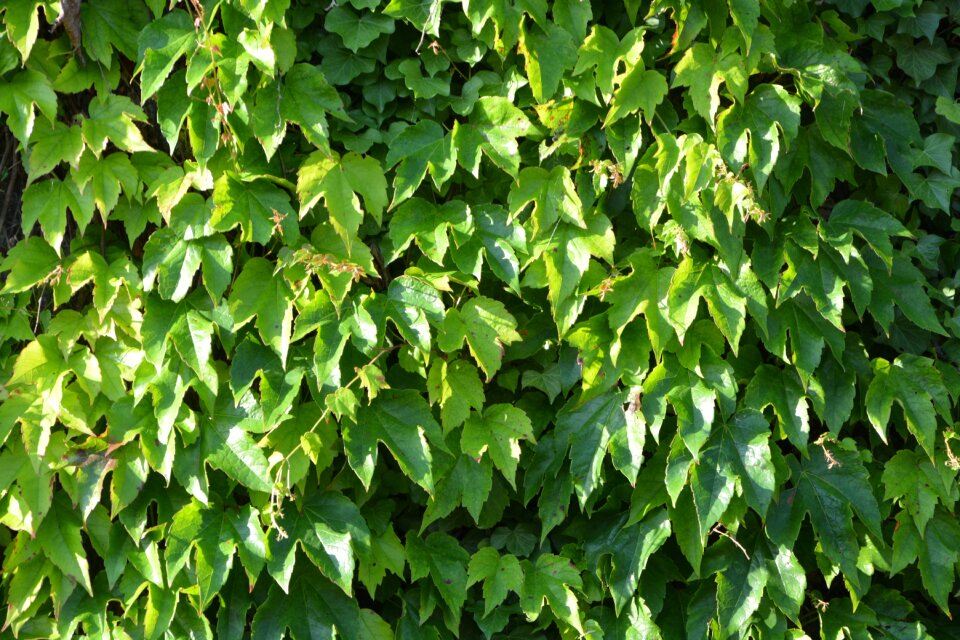Natural nature costs