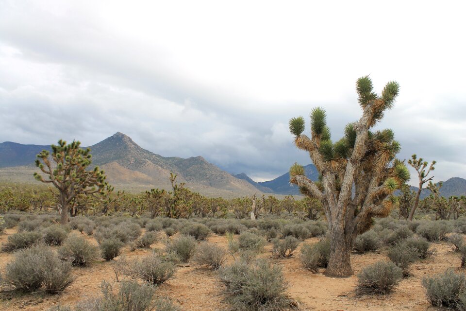 Usa nevada america