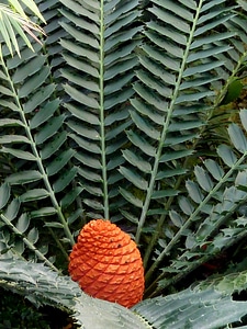 Fruit nature decoration