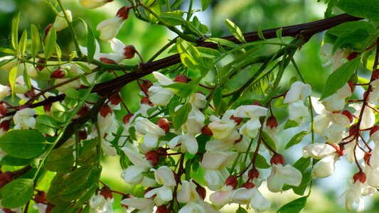 Tree white flowers photo