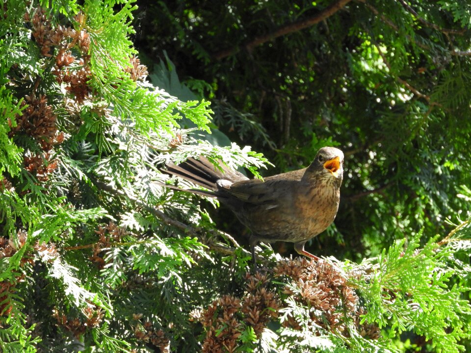 Birds poultry blackbird