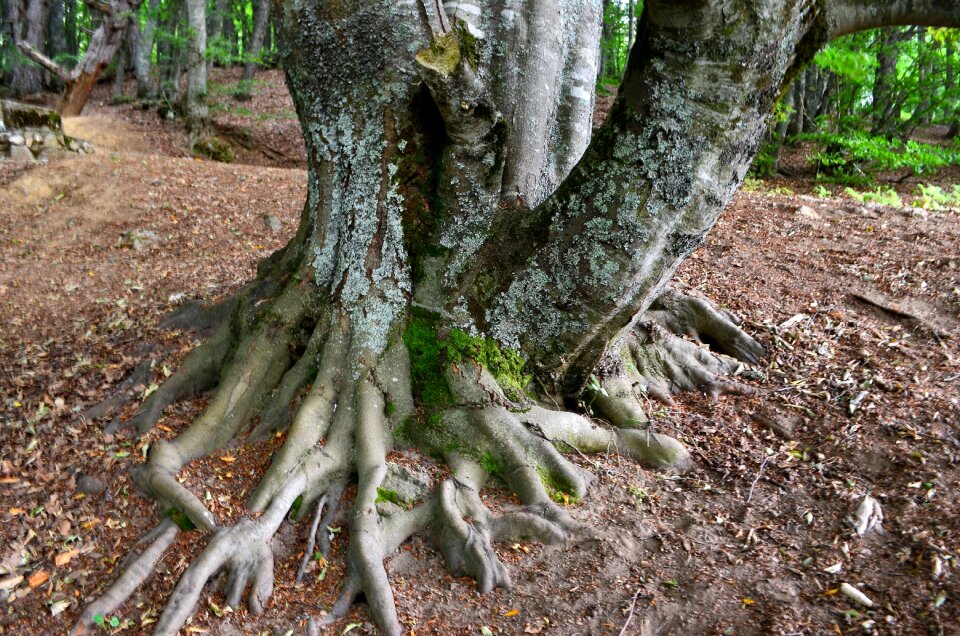 Branch landscape plant