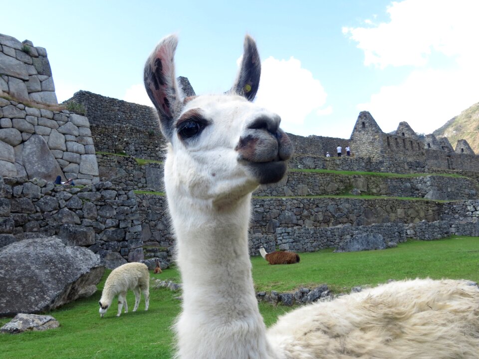 Macchu picchu cuzco