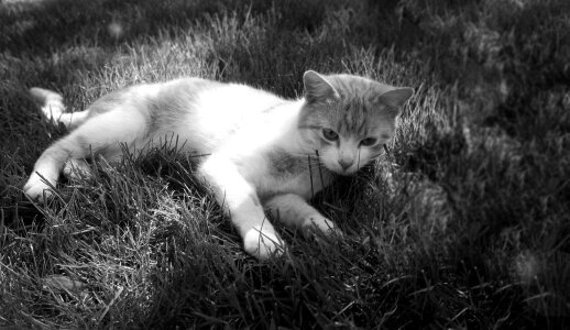Breather peace grass
