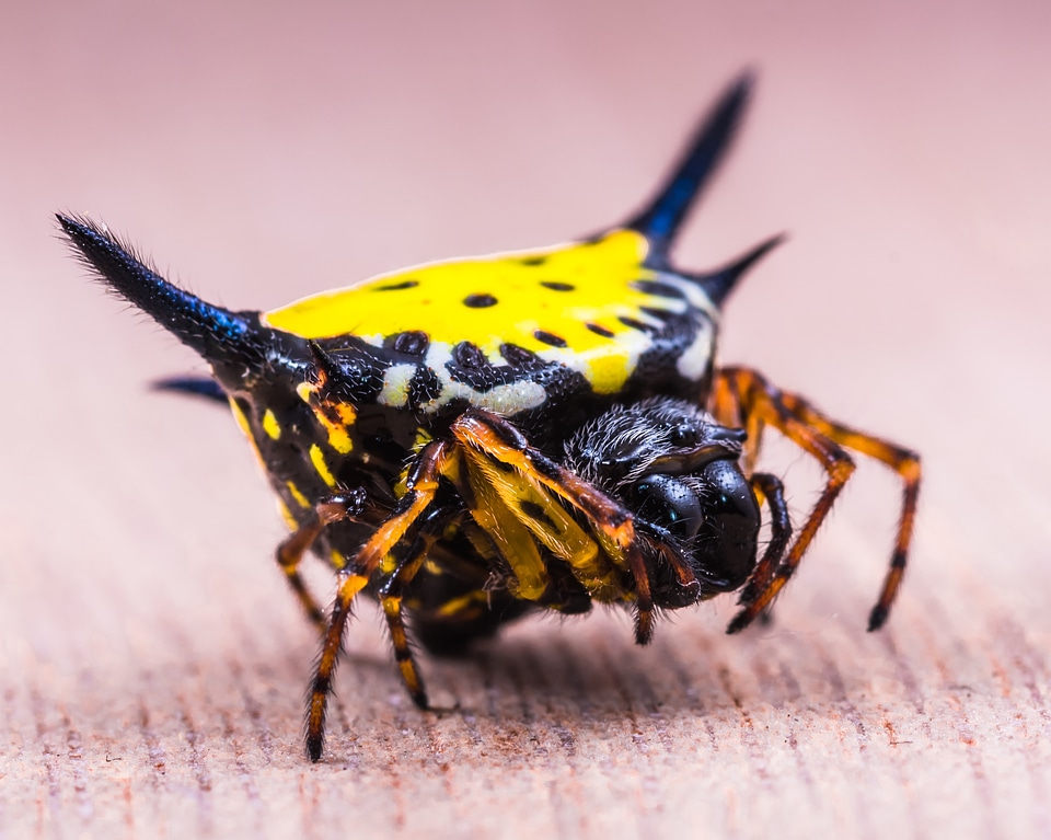 Close up yellow exotic