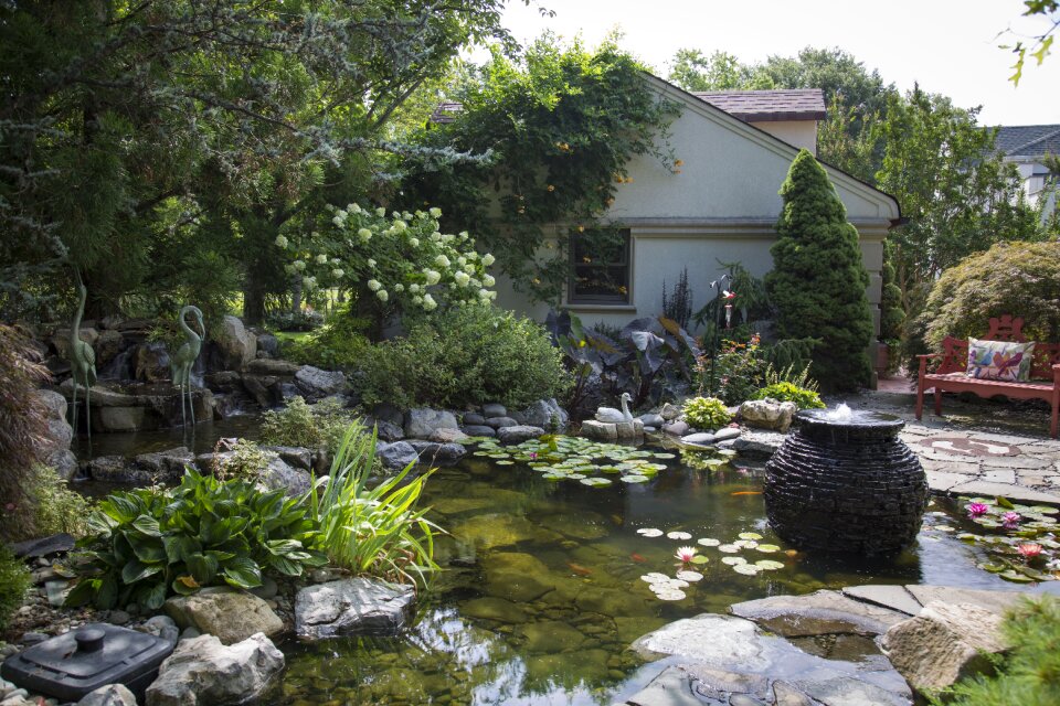 Koi fish garden photo