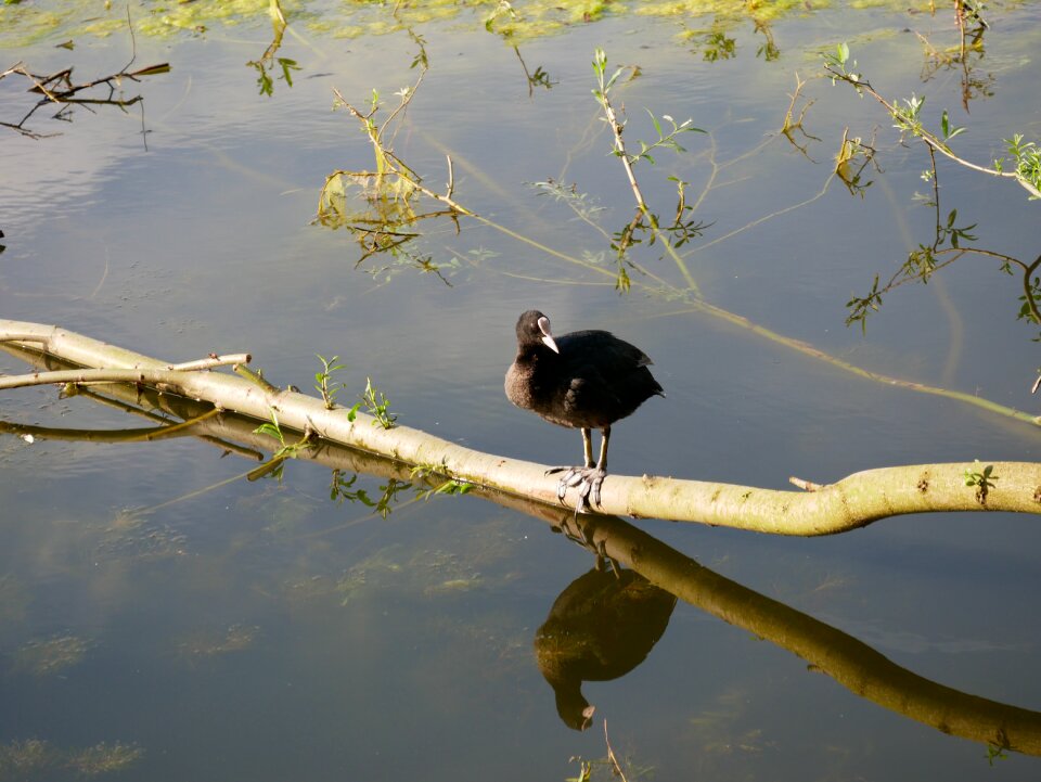 Water tree water bird