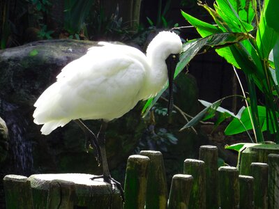 Nature bird green watch photo