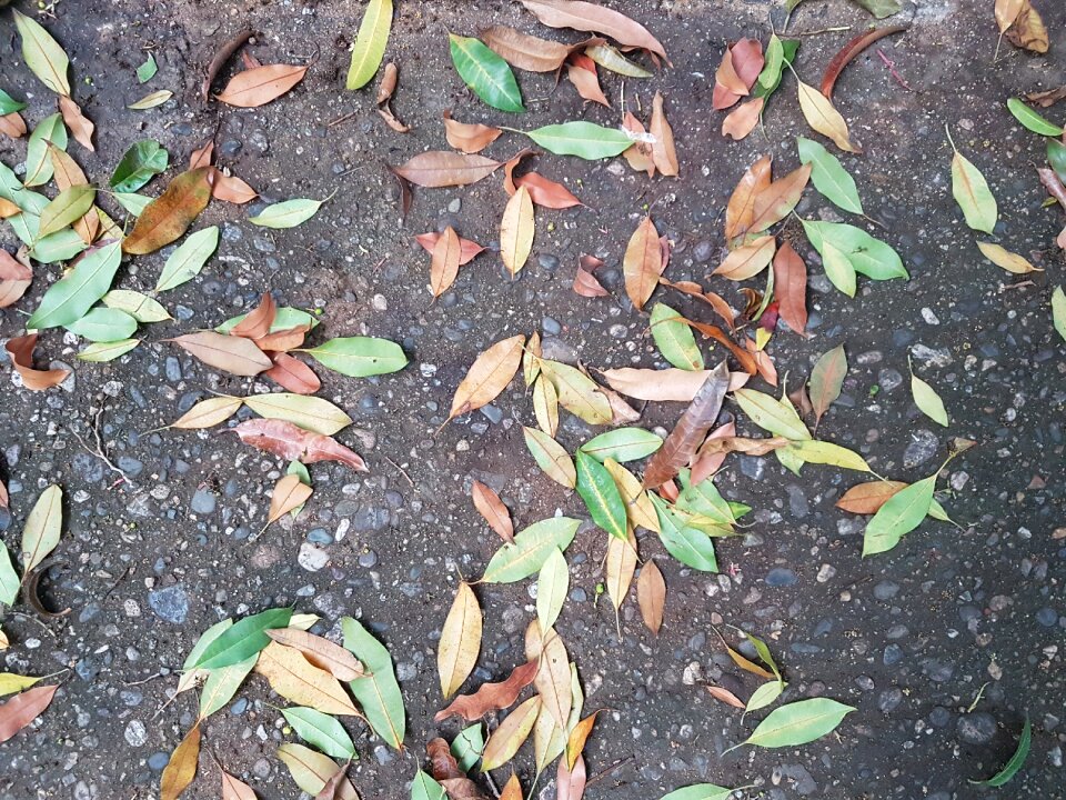 Texture loneliness autumn