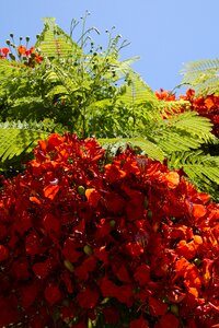 Flowers tropics bright