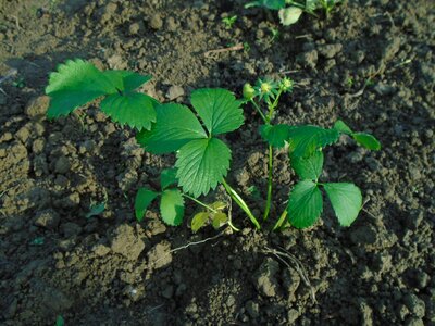 Plant green summer