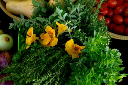 Thyme herbs