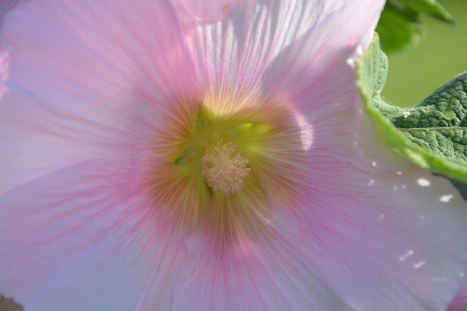 Nature spring flowering