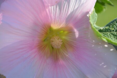 Nature spring flowering