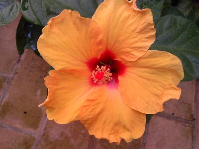 Flower patio spring