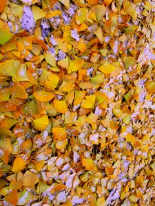 Snow yellow