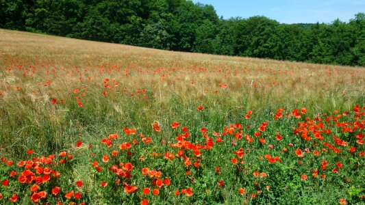 Many red flowers summer