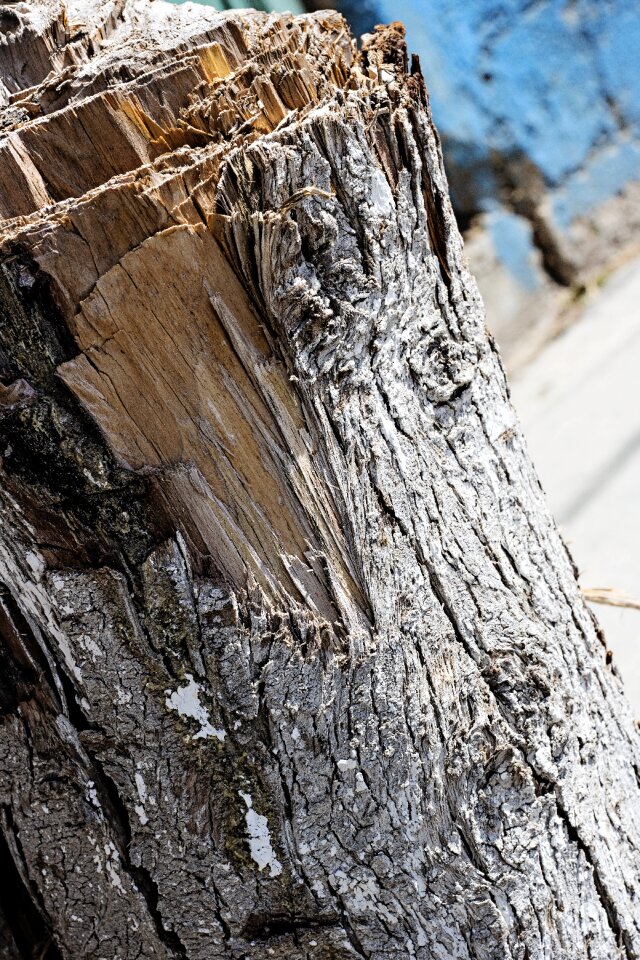 Tree wood old
