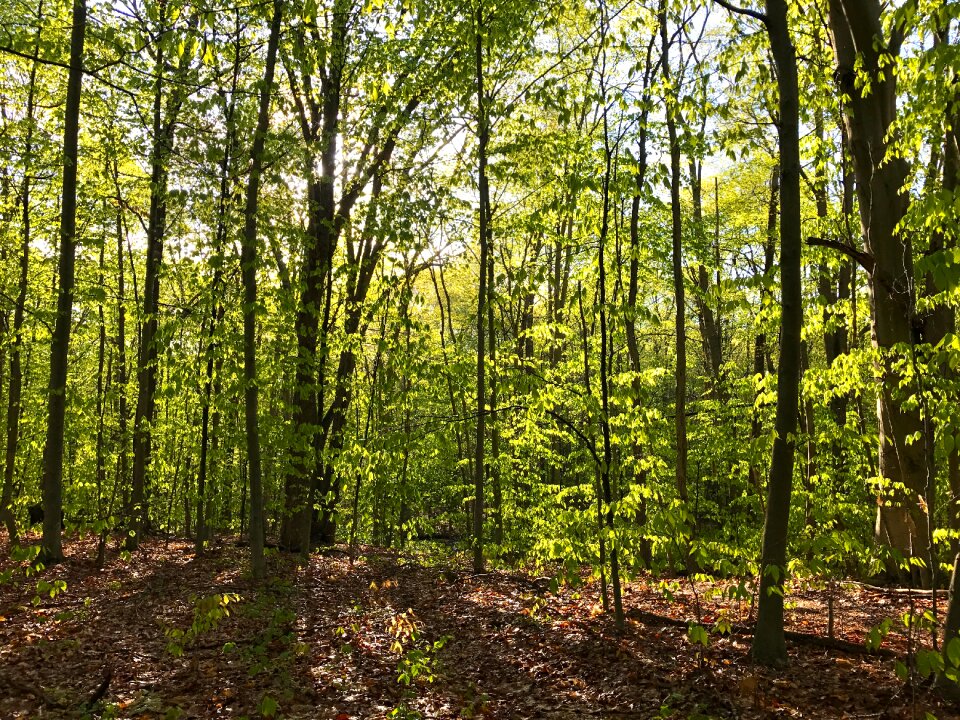 Leaves trees sunlight