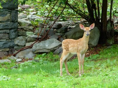 Nature forest mammal photo