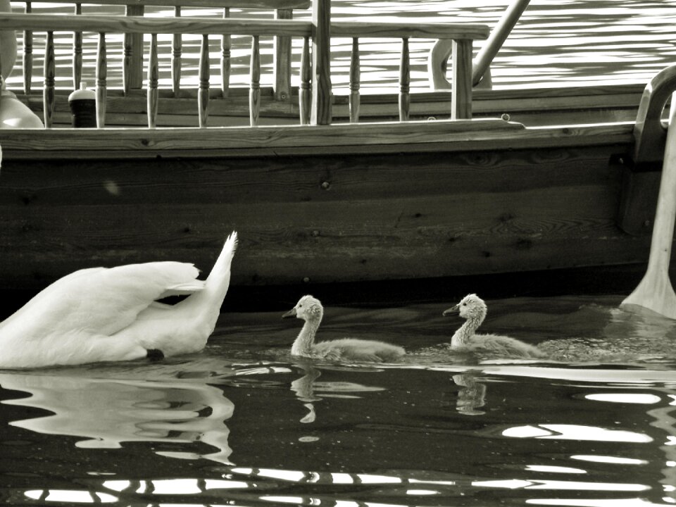 Lake bled karawanken jumbo