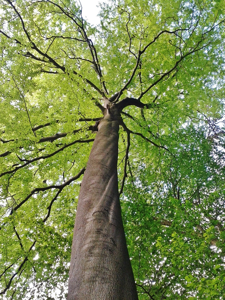 Tree leaves aesthetic