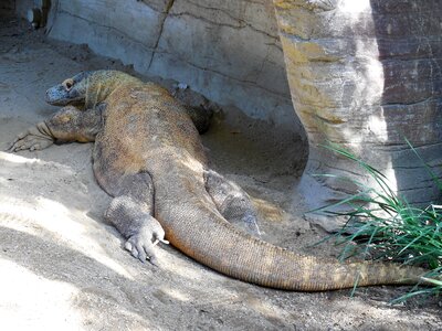 Komodo dragon lizard
