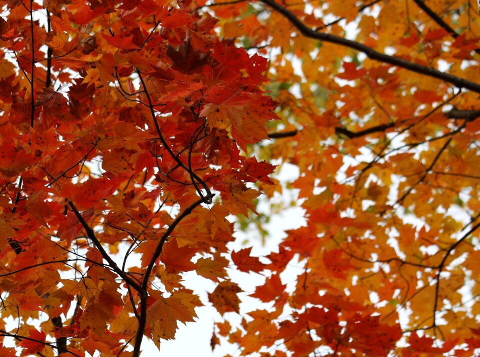 Autumn leaf color