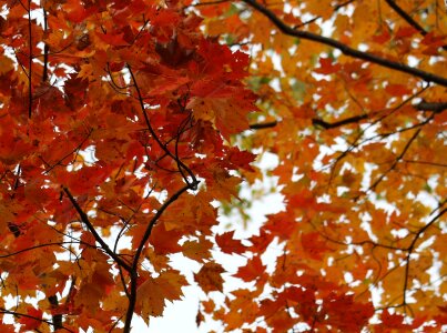 Autumn leaf color photo