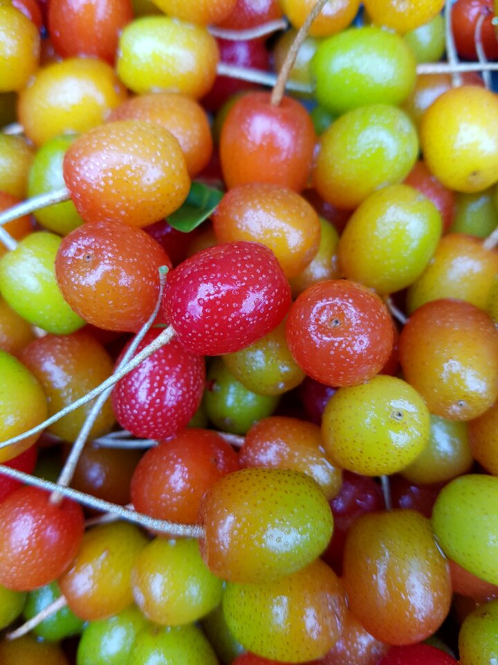 Bodhi barley dung bodhi fruit