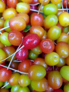 Bodhi barley dung bodhi fruit