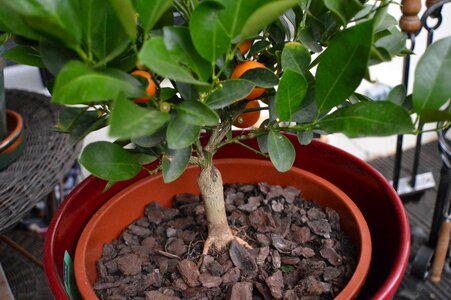 Bloom citrus fruits