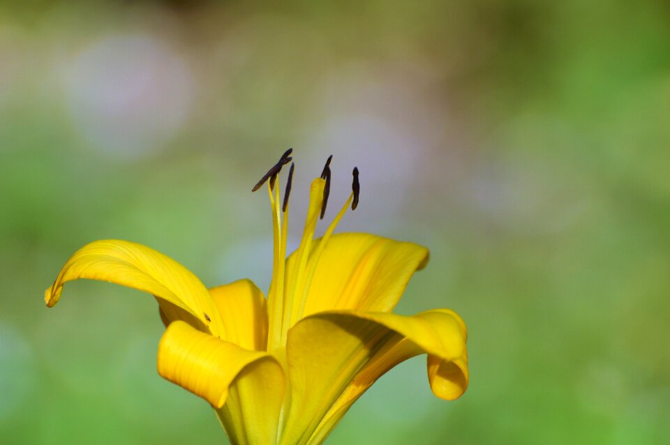 Blossom bloom plant