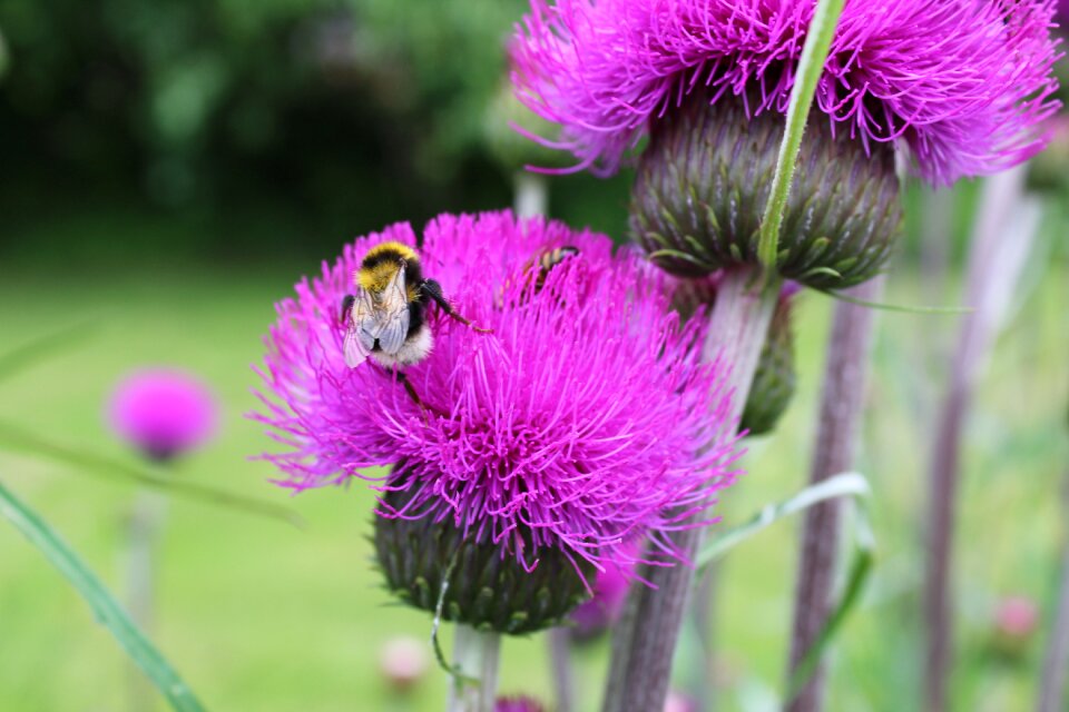Bumblebee flerbladet thistle thistle