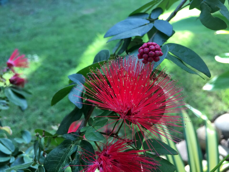 Hibiscus slender spend hugo