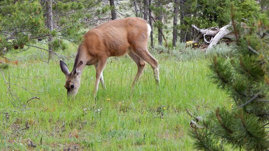 Animal nature