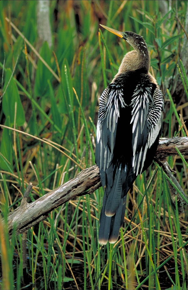 Snake bird snakebird diver