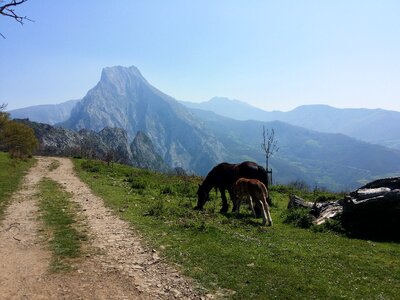 Horses europe cantabria