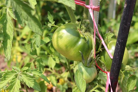 Tomato fruit Free photos
